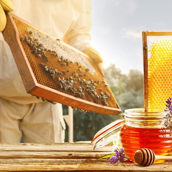 Bee Hive Box Starter Kit - 8-Frame - Image 8