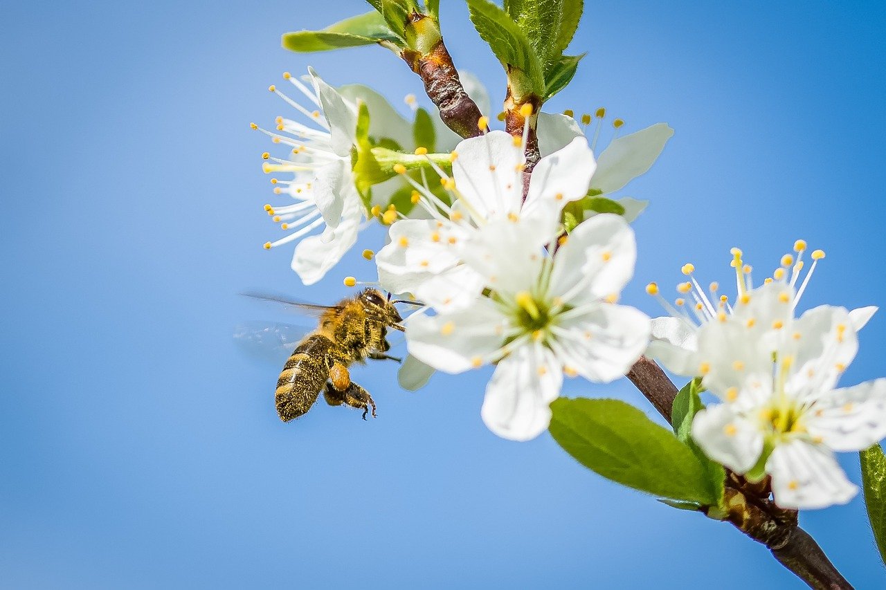 bee, cherry blossom, spring-2237184.jpg